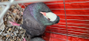 Khaki Gola Kosha Pure Breeding pair